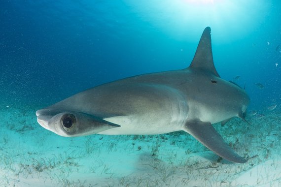 Începe Shark Week la Discovery. Michael Phelps, cel mai rapid înotător, printre rechini