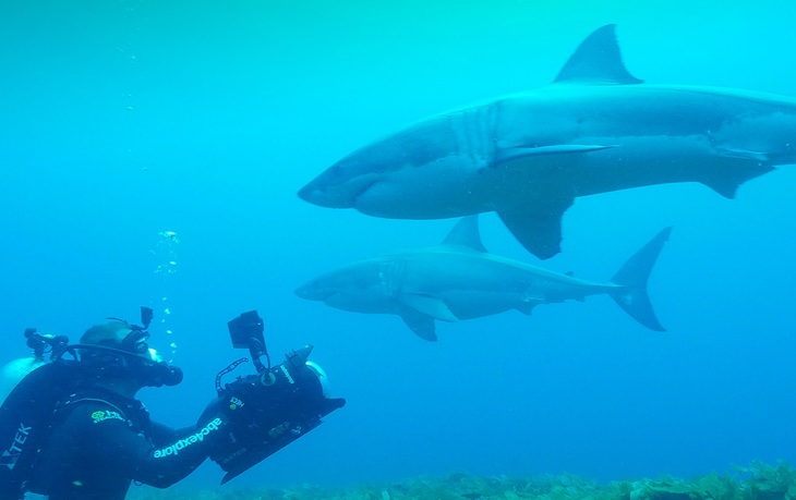VIDEO. Shark Week se vede de 30 de ani la Discovery. Ce emisiuni sunt programate în acest an de „săptămâna rechinilor"