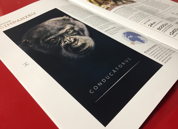 FOTO. Cinci animale pe cale de dispariţie, într-o serie documentară pe BBC Earth - Dinastii. Primul episod: Cimpanzeul