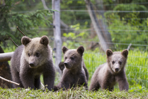 VIDEO. A fost lansat Bearflix, un fel de Netflix cu urşi. Iniţiativa, parte a unei campanii de donaţii pentru ursuleţii orfani din România