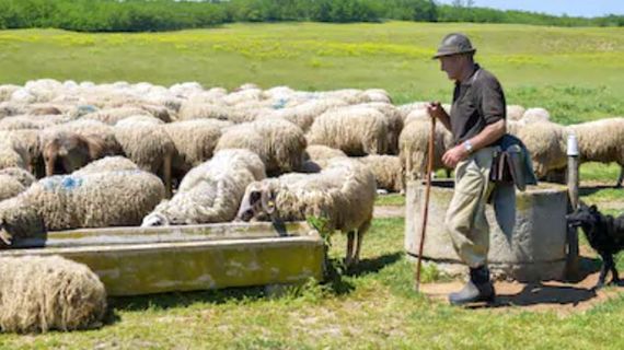 Agrointeligenţa, campanie de 250.000 de euro pentru comunicare şi educaţie pe agricultură. Un fost redactor-şef EVZ conduce proiectul