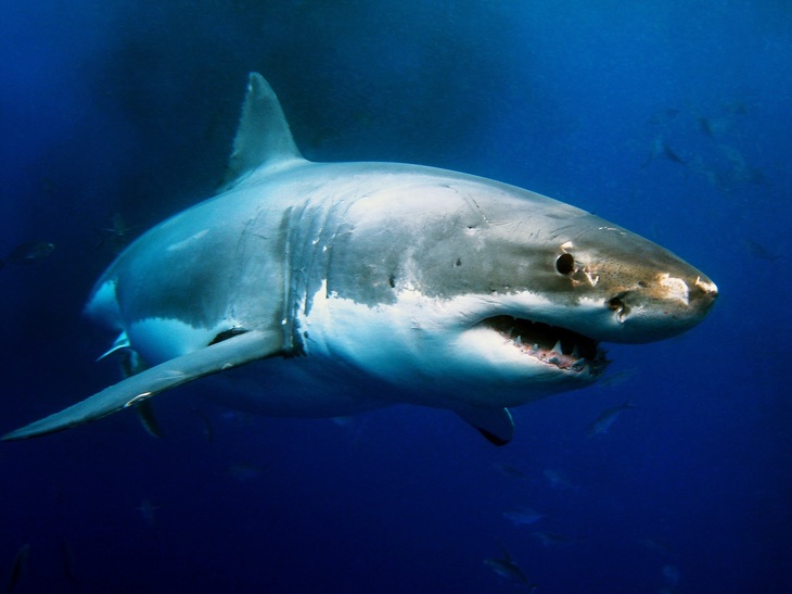 Vin rechinii! Shark Week, o nouă ediţie la Discovery. Emisiunile din acest an