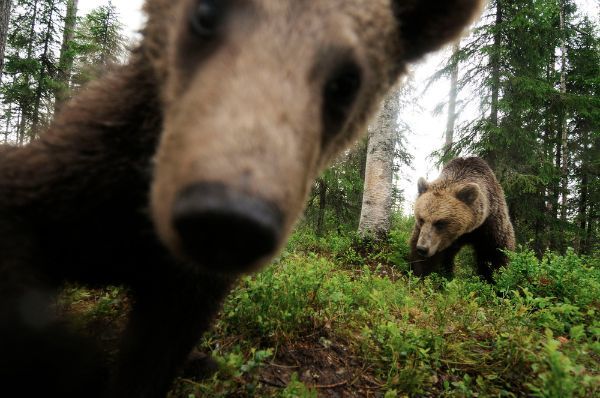 VIDEO. Urşii, cameramani „de ocazie”. Imagini video filmate de urşi