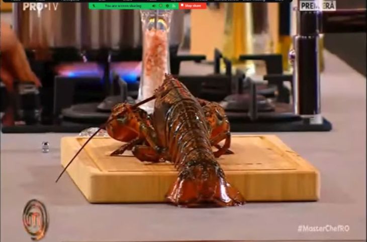 Discuţii serioase, nu glumă! Homarii puşi la fiert la MasterChef au încins spiritele la CNA. De gătit, îi gătim, dar nu-i prea violent să arătăm cum?