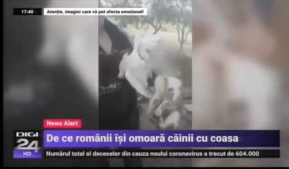 Digi 24, atenţionată după un derapaj cu animale chinuite. Membru CNA: De ce trebuie să arătăm asemenea imagini?