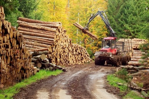 Un material publicat publicat de România liberă despre tăierile ilegale de păduri din România, cel mai distribuit subiect pe Facebook