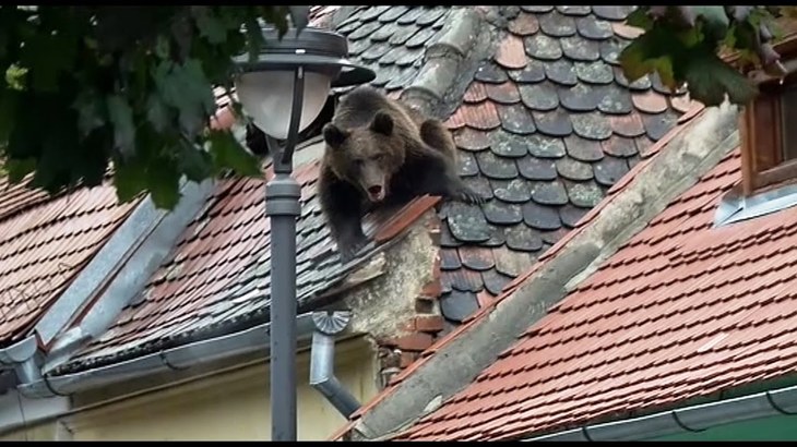 Ursul împuşcat în Sibiu a revoltat blogosfera: mii de share-uri într-o singură zi