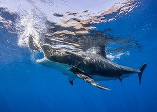 Programul Shark Week revine la Discovery Channel la finalul acestei luni