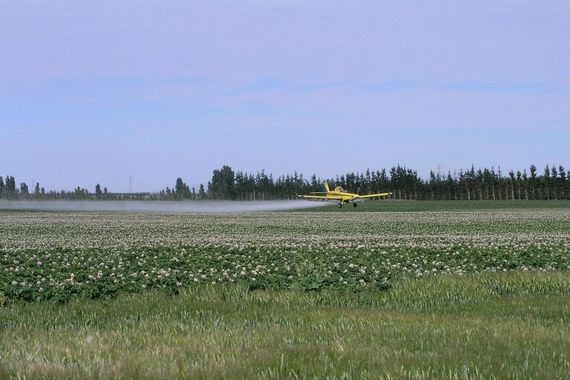 COMUNICAT. 3 criterii de alegere a insecticidului potrivit pentru culturile tale