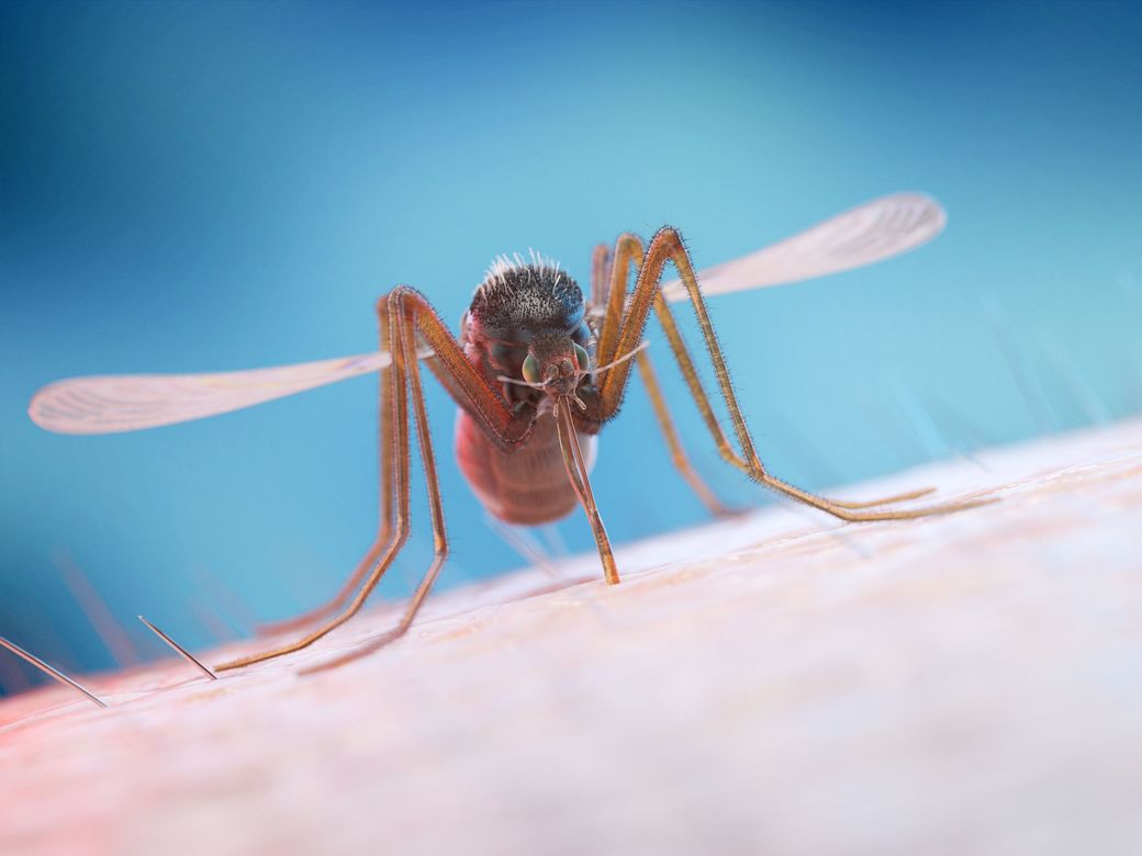 Europa, tot mai expusă bolilor transmise de ţânţari. Număr record de cazuri