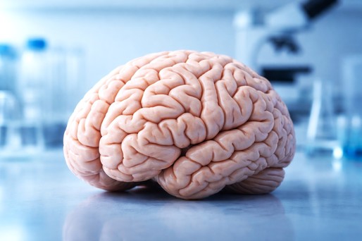 O terapie experimentală anti-îmbătrânire, asociată cu afectarea creierului, în studii pe animale