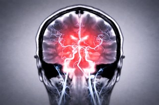 Bacteriile din intestin pot ajunge direct în creier, sugerează un studiu experimental