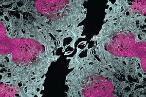 Oamenii de ştiinţă au creat primii organoizi pulmonari vascularizaţi deschizând noi perspective pentru bolile vasculare pulmonare
