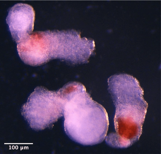 Progres major în medicina regenerativă: celule stem transformate în laborator în celule sanguine umane