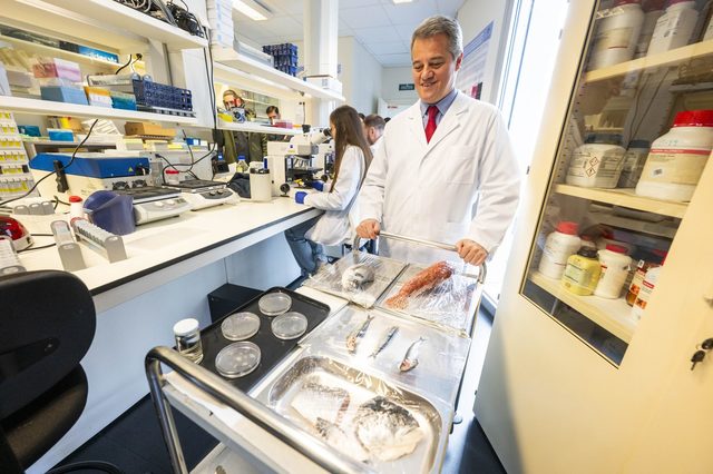 Poza pentru articolul VIDEO Cornee artificială din solzi de peşte, dezvoltată de cercetători ca posibilă alternativă mai ieftină la transplantul de cornee