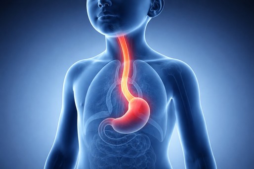 Premieră în medicina regenerativă: esofag crescut în laborator, funcţional într-un model animal