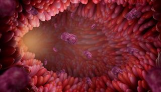 Un nou mecanism pentru combaterea inflamaţiei intestinale legate de vârstă, identificat de cercetători