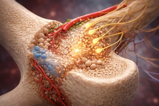 Cercetătorii au realizat prima hartă a circuitelor nervoase din os şi au identificat semnalele-cheie implicate în repararea osoasă
