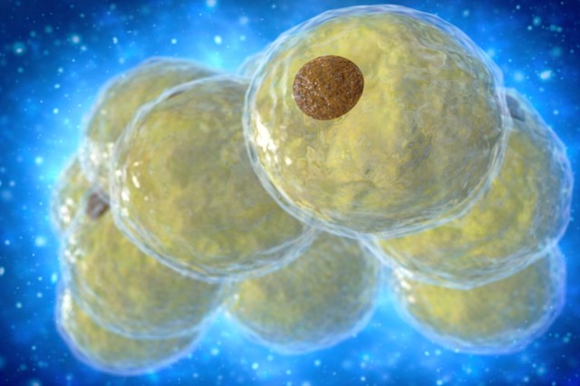 科学者たちは脂肪細胞の生成を制限する方法を発見しました