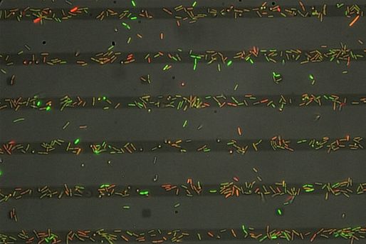 Cum se formează coloniile bacteriene care provoacă infecţii nosocomiale şi de ce rezistă tratamentelor cu antibiotice