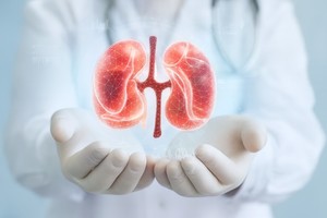 Un anticorp experimental ar putea proteja rinichii în diabet, blocând o toxină produsă de microbiom