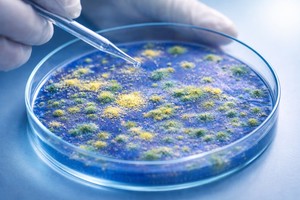 O metodă inovatoare ar putea restabili eficienţa tratamentelor antifungice şi salva milioane de vieţi