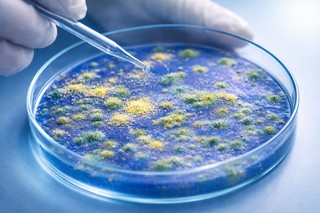 O metodă inovatoare ar putea restabili eficienţa tratamentelor antifungice şi salva milioane de vieţi