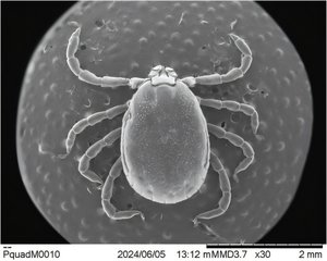 O specie invazivă de căpuşe, identificată în SUA, transmite o bacterie rară şi potenţial letală