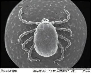O specie invazivă de căpuşe, identificată în SUA, transmite o bacterie rară şi potenţial letală