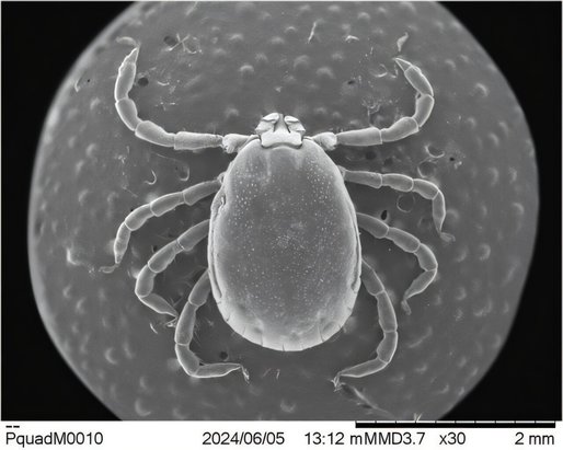 O specie invazivă de căpuşe, identificată în SUA, transmite o bacterie rară şi potenţial letală