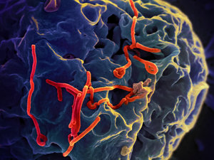 O nouă abordare pentru dezvoltarea primului antiviral universal