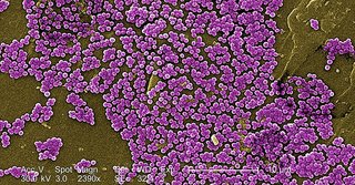 Cum împiedică infecţiile nosocomiale vindecarea rănilor