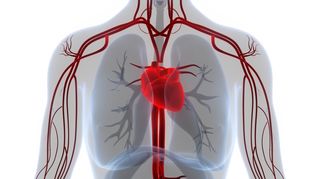Bypass versus stent la femei: avantaj de supravieţuire pe termen lung pentru chirurgia cardiacă