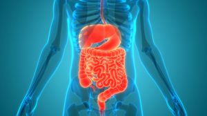Dieta bogată în aminoacizi ar putea favoriza regenerarea intestinului afectat de tratamente oncologice