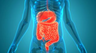 Dieta bogată în aminoacizi ar putea favoriza regenerarea intestinului afectat de tratamente oncologice