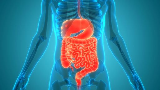 Dieta bogată în aminoacizi ar putea favoriza regenerarea intestinului afectat de tratamente oncologice
