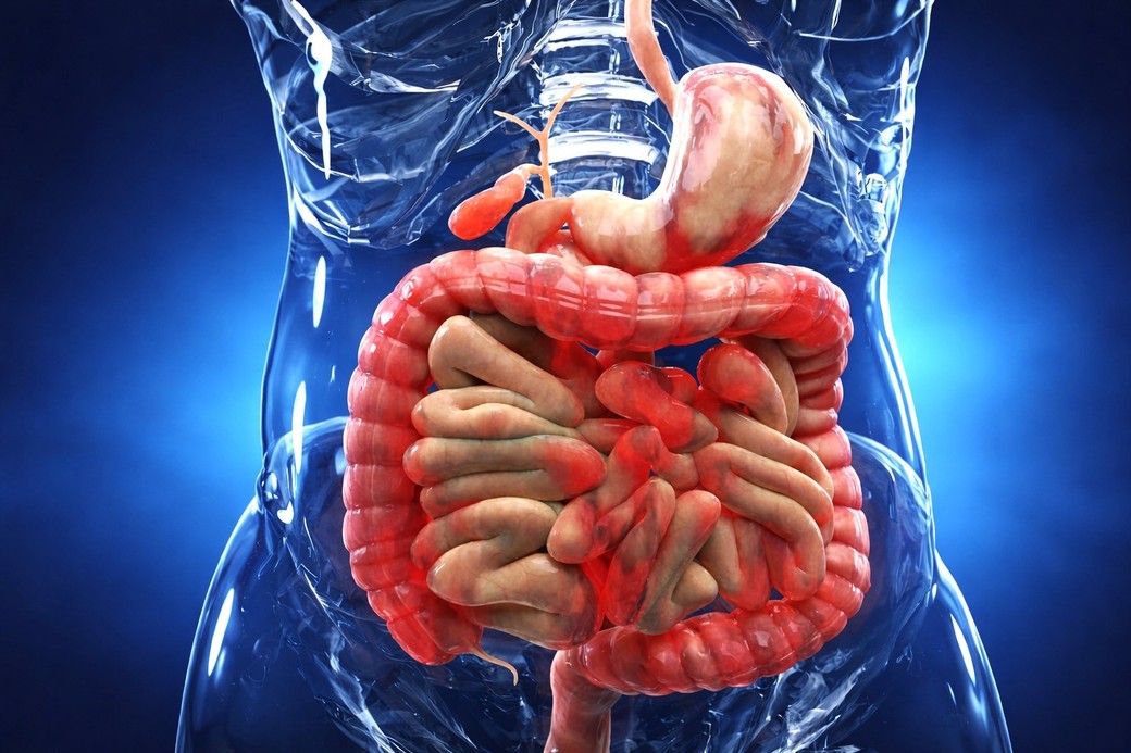 Descoperire în boala Crohn: mecanismul care declanşează fibrozarea intestinului, identificat de cercetători