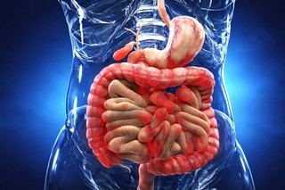 Descoperire în boala Crohn: mecanismul care declanşează fibrozarea intestinului, identificat de cercetători