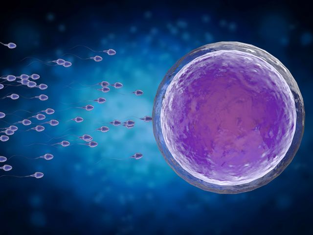 ビデオ受精に関与する重要なメカニズムは、男性の避妊と不妊治療のための新しい視点を提供します