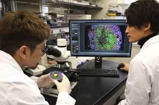 Un „mini-organ” crescut în laborator ar putea deschide noi direcţii pentru tratamentul bolilor suprarenale