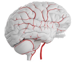 Celulele stem ar putea inversa efectele accidentului vascular cerebral