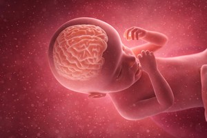 Creierul uman începe să se dezvolte diferit la fete şi băieţi încă înainte de naştere, au constatat oamenii de ştiinţă