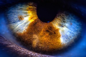 Prezenţa unei bacterii în retină, corelată cu declinul cognitiv şi maladia Alzheimer